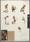 Foto von Salix reticulata L.